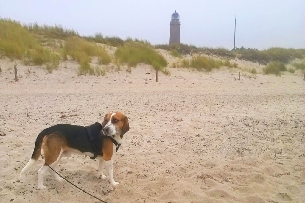 Beagle Louie am Strand