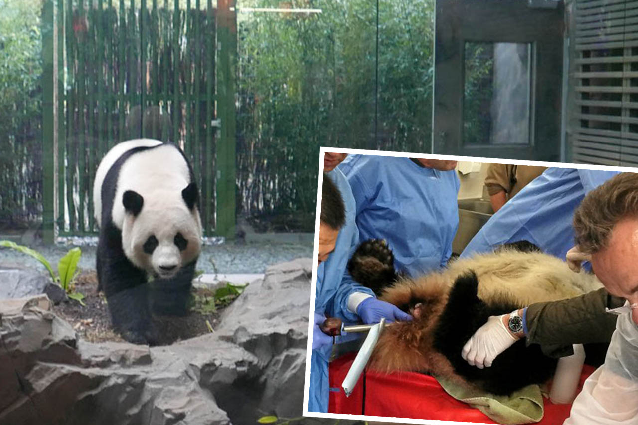 Nachwuchs um jeden Preis: Zoo Berlin will Pandas zu Baby zwingen