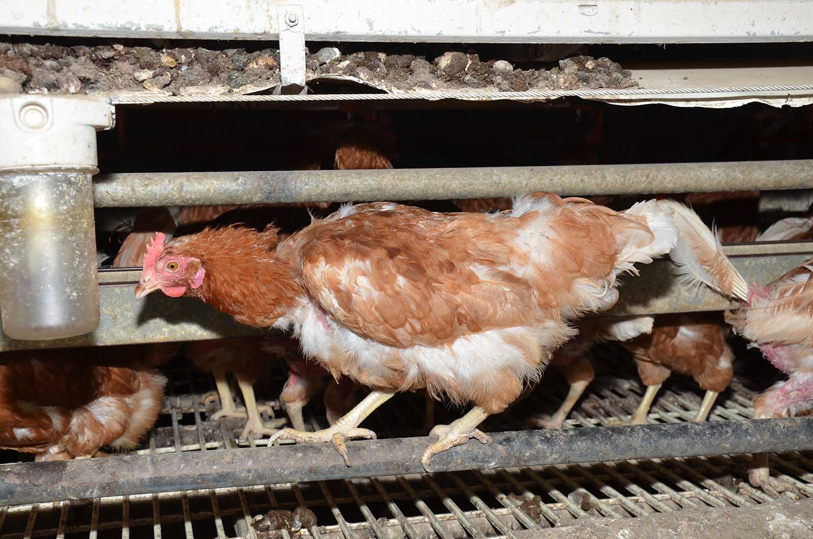Huhn auf einer Biofarm