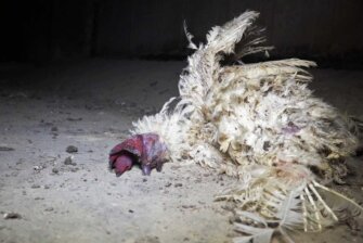 Birkel und 3 Glocken: So sehr leiden Hühner für Eiernudeln