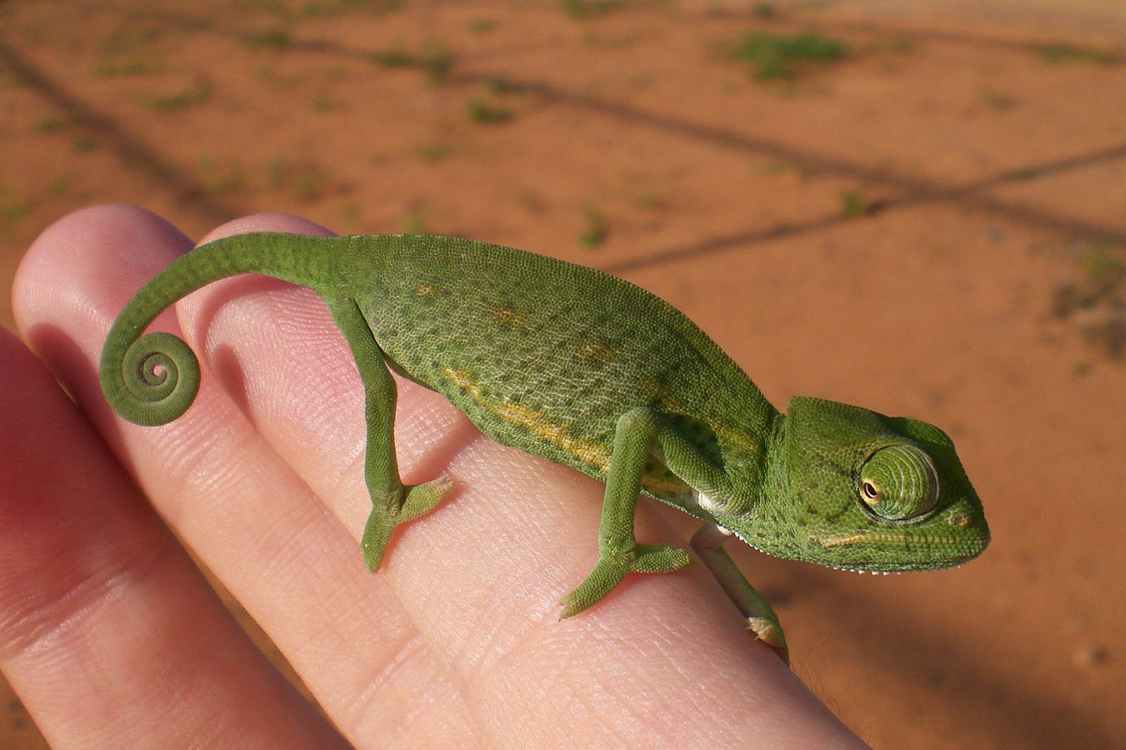 Chameleon auf einer Hand