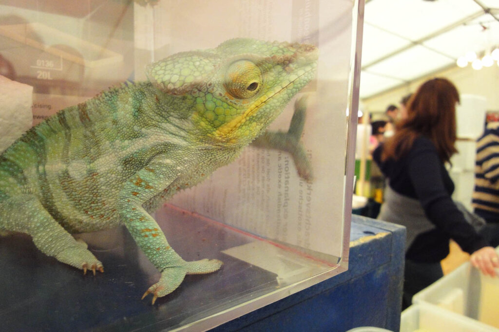 Ein gruenes Chamaeleon schaut aus einem Kasten heraus in eine Halle mit Menschen.