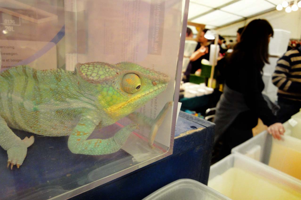 Terraristika in Hamm – die größte Reptilienbörse der Welt verbieten!