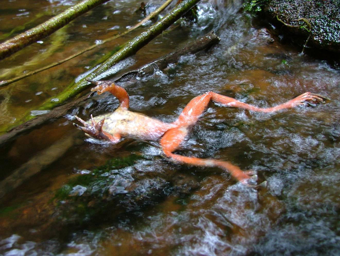 Toter Frosch im Wasser