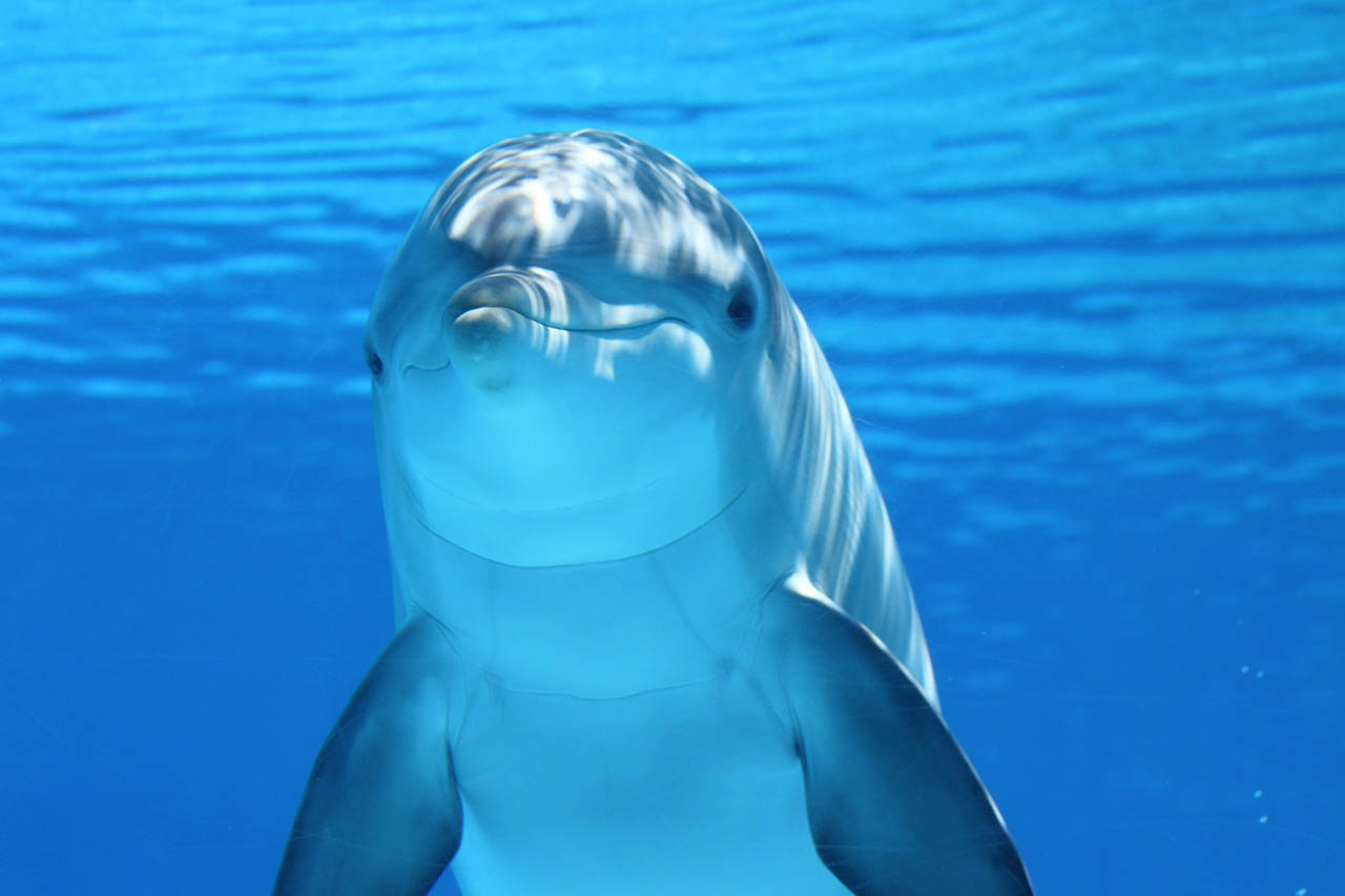 Erfolg: Kanada verbietet Zoo-Haltung von Delfinen und Walen