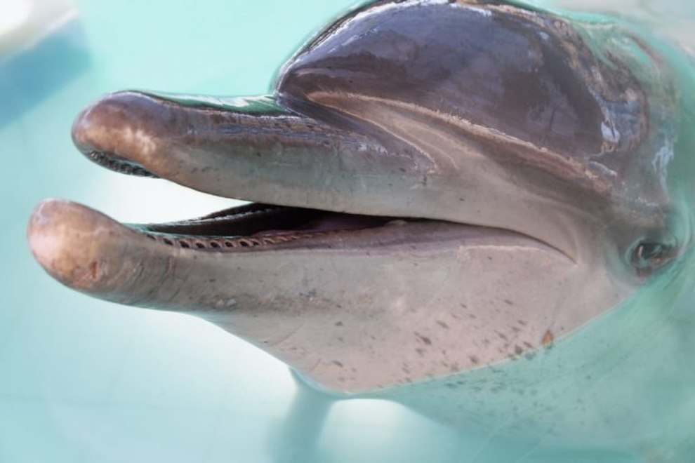 Delfin Dewa