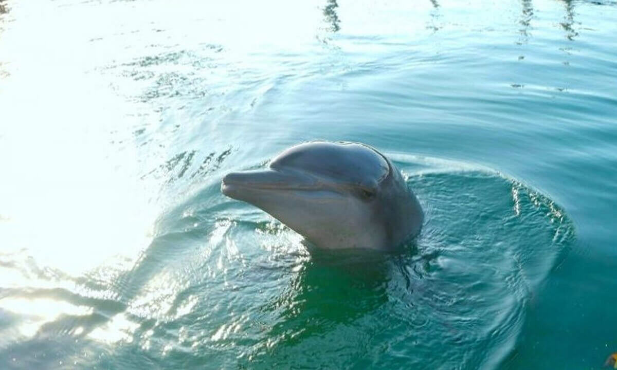 Delfin Rambo im Wasser