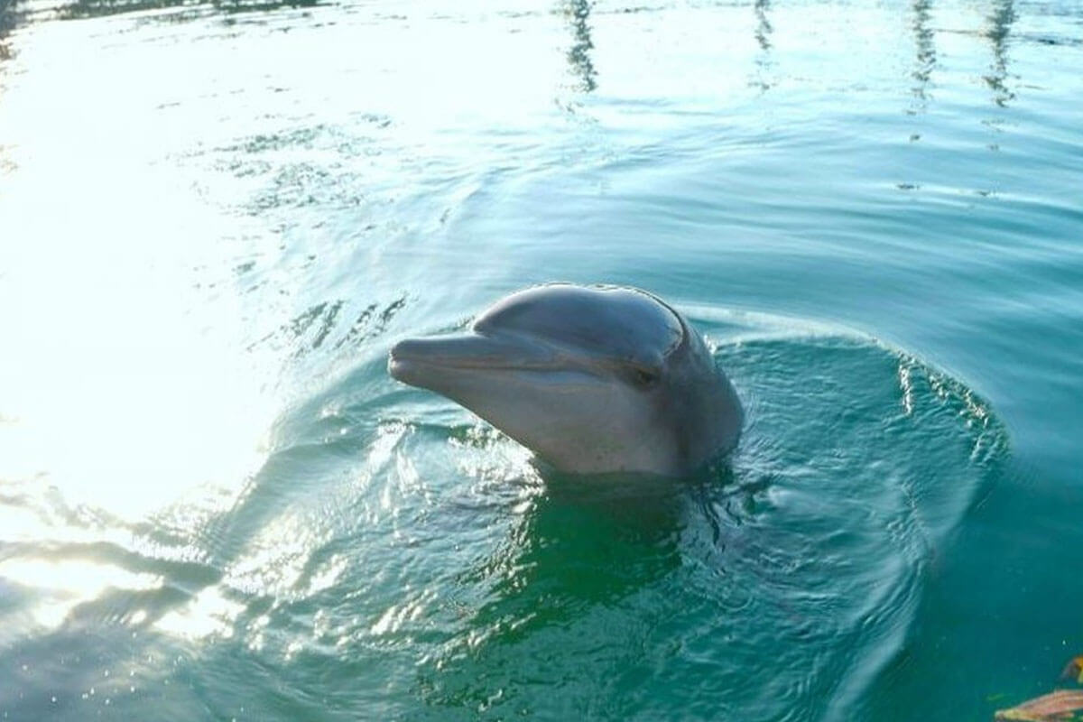 Delfin Rambo im Wasser