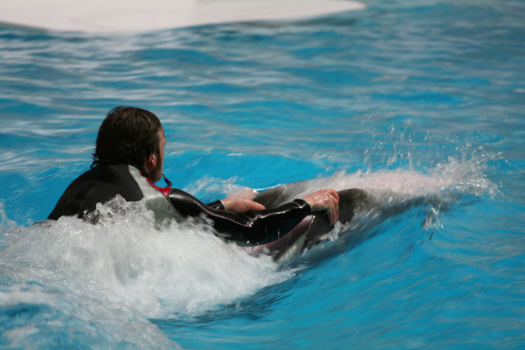 Person schwimmt mit Delfinen