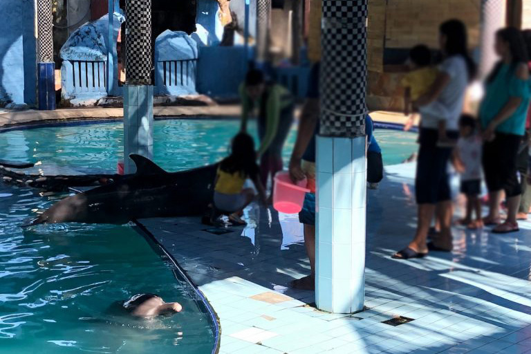 Delfine im Pool