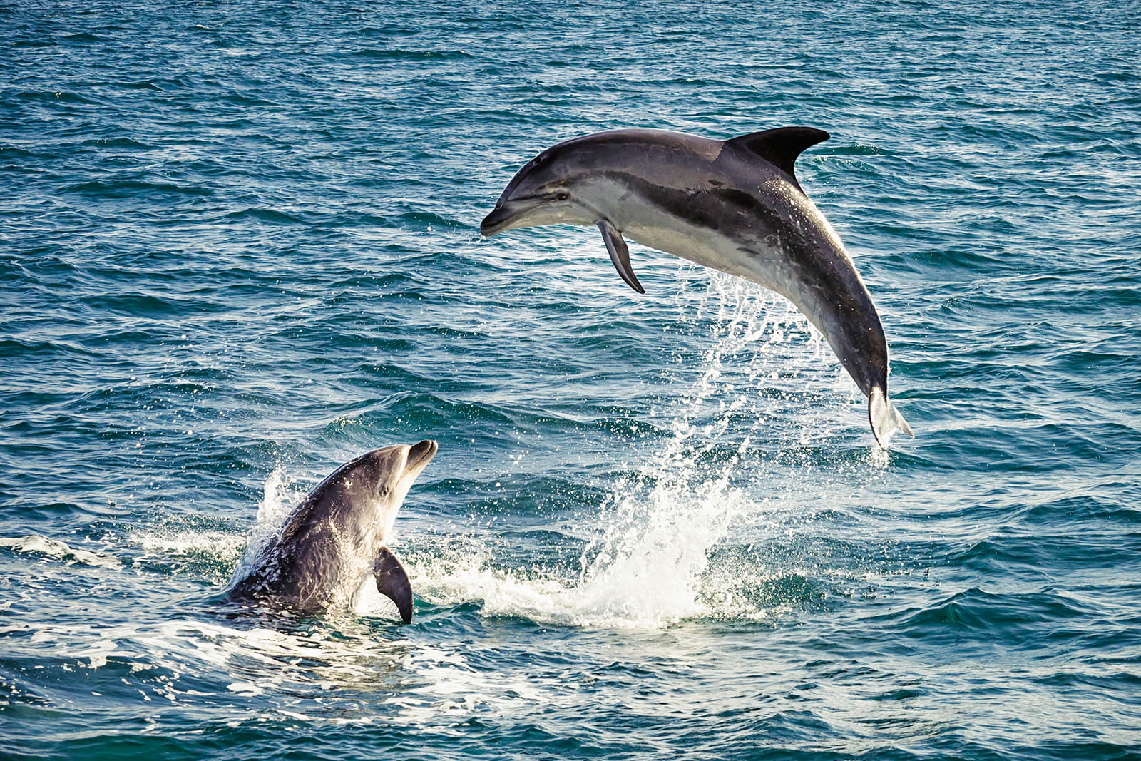 Delfine im Meer