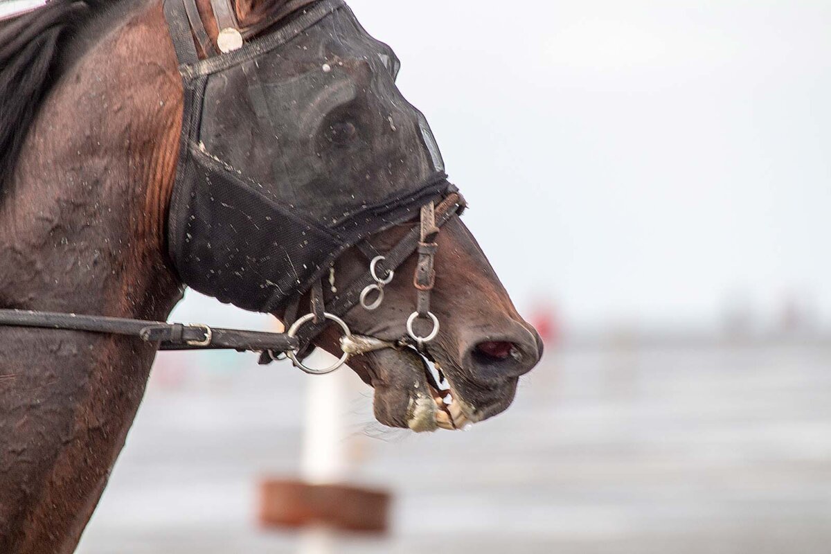 Duhner Wattrennen: Tierquälerei am Nordseestrand