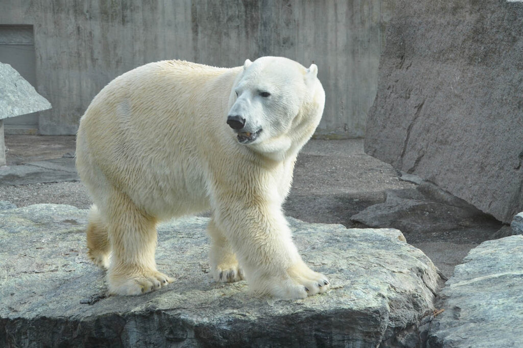 Eisbaer im Zoogehege