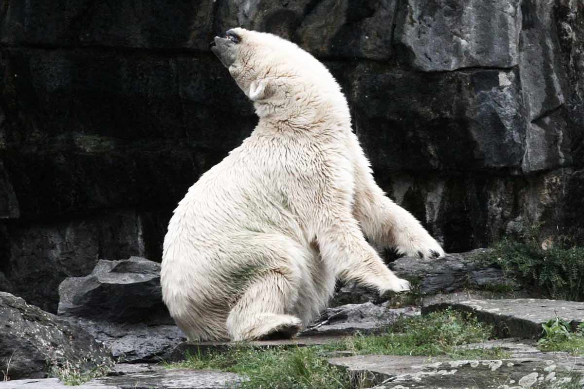 4 Gründe, warum Eisbären in Zoos leiden