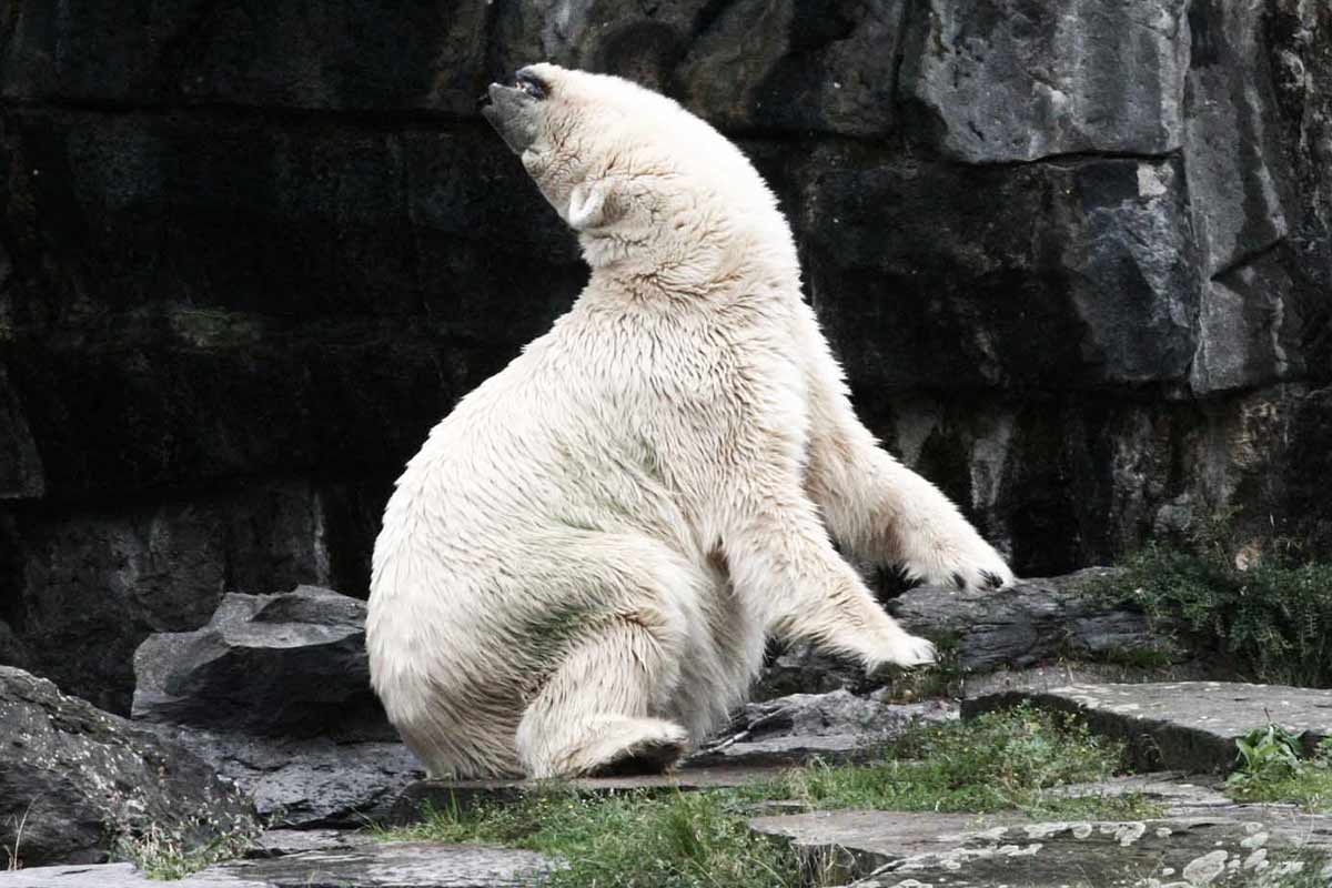 Eisbären im Zoo: So schlecht geht es den Bären im Zoo wirklich