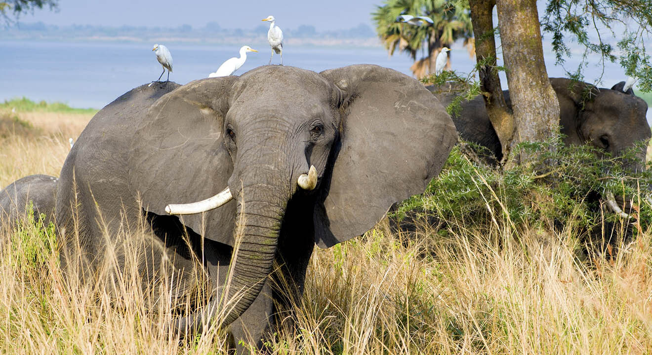 Ein Elefant steht in der Savanne und auf ihm sitzen weisse Voegel.