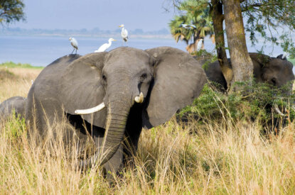 Ein Elefant steht in der Savanne und auf ihm sitzen weisse Voegel.