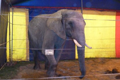 Elefant hinter Elektrozaun im Circus Luna