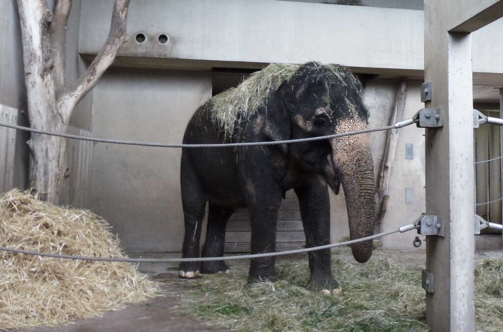 Elefant im Gehege Willhelma