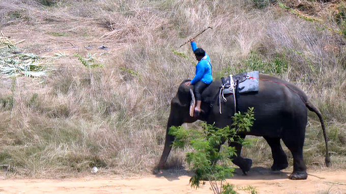 Person reitet Elefant und schlaegt mit Stock
