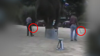 Elefanten werden tierschutzwiedrig trainiert