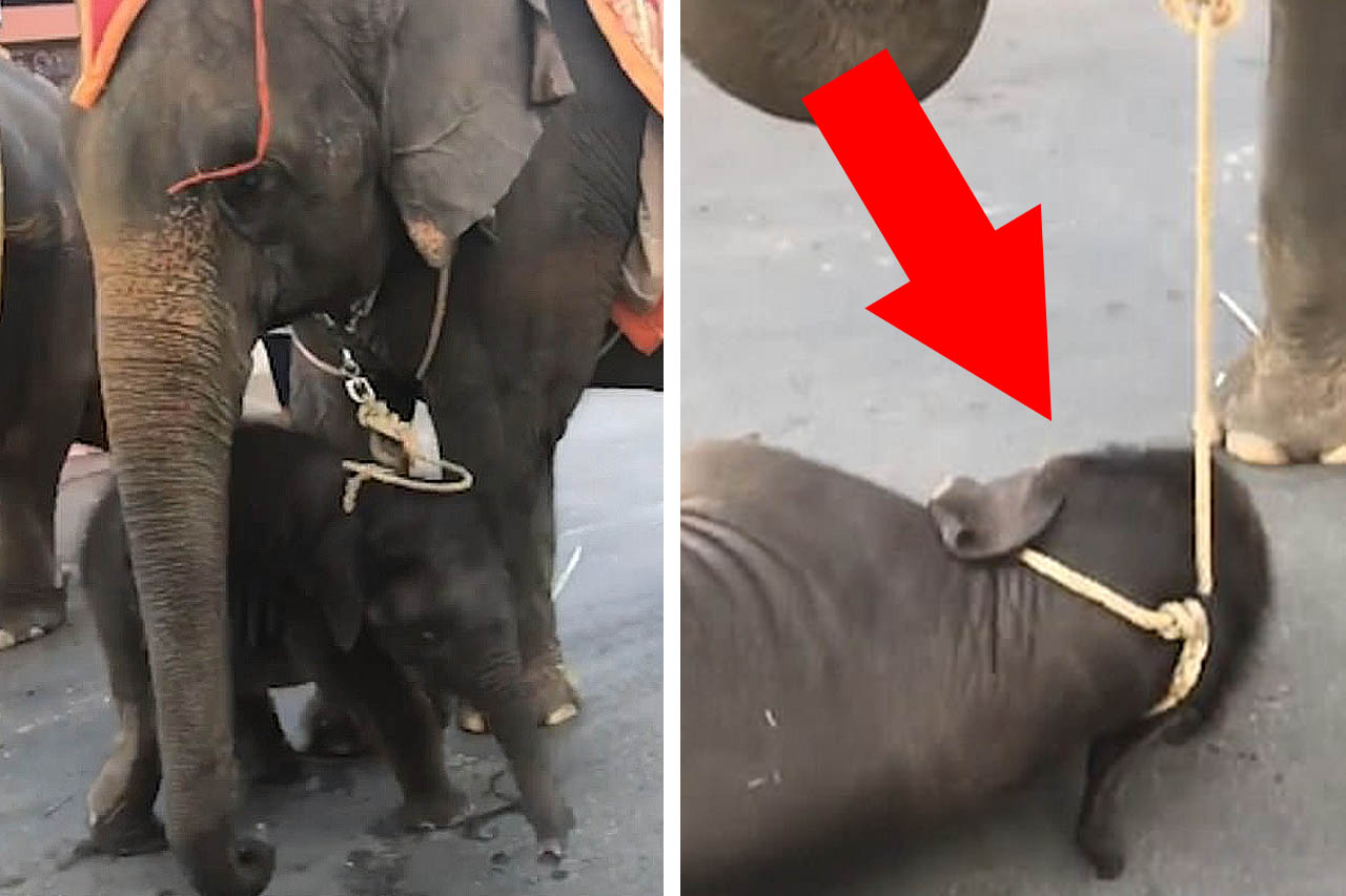 Video: Erschöpfter Baby-Elefant bricht bei Elefantenreiten zusammen