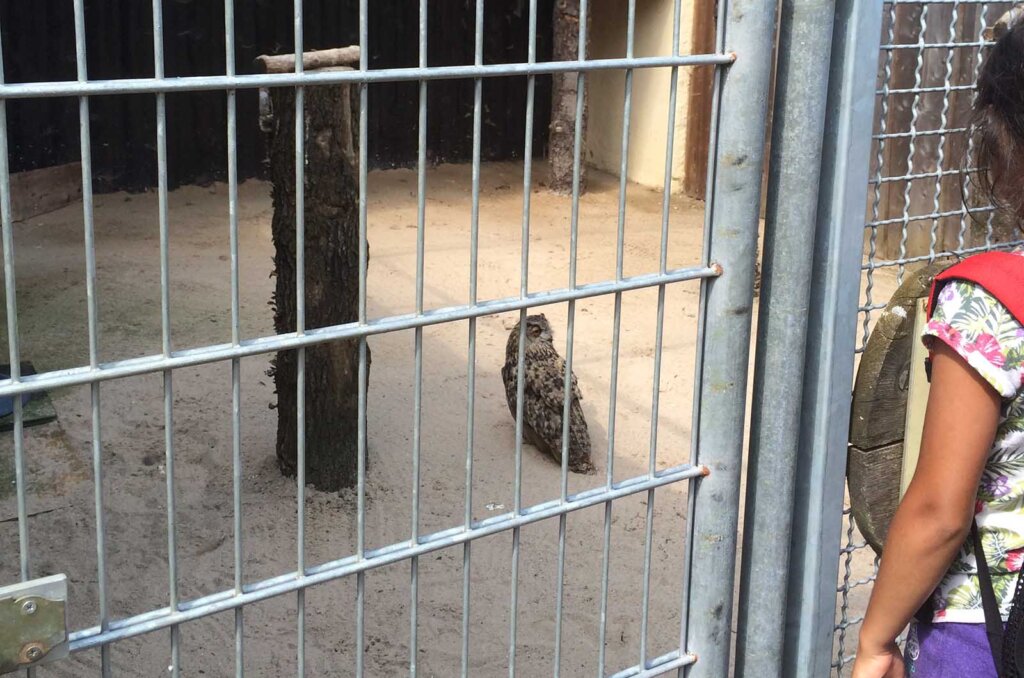 Eule im Vogelpark Schotten