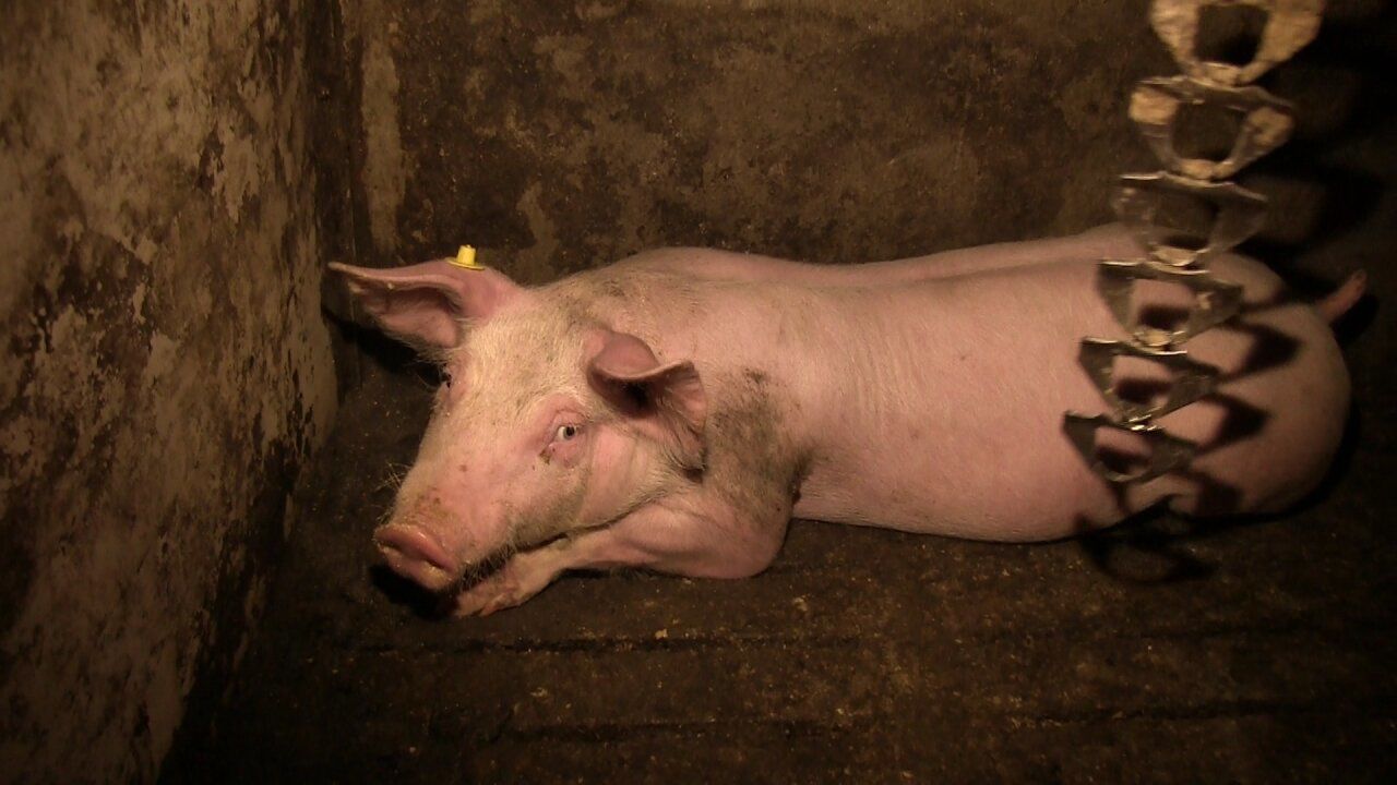 Tierhaltung in Deutschland – der mechanisierte Wahnsinn