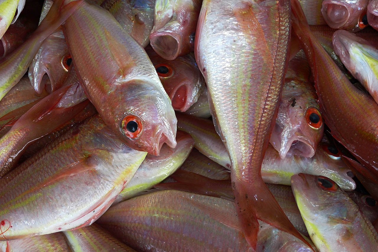 Darum ist Fisch essen schädlich für die Gesundheit