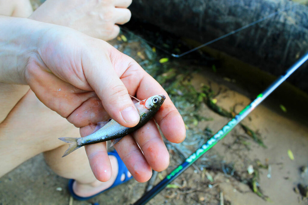 kleiner Fisch in Hand 