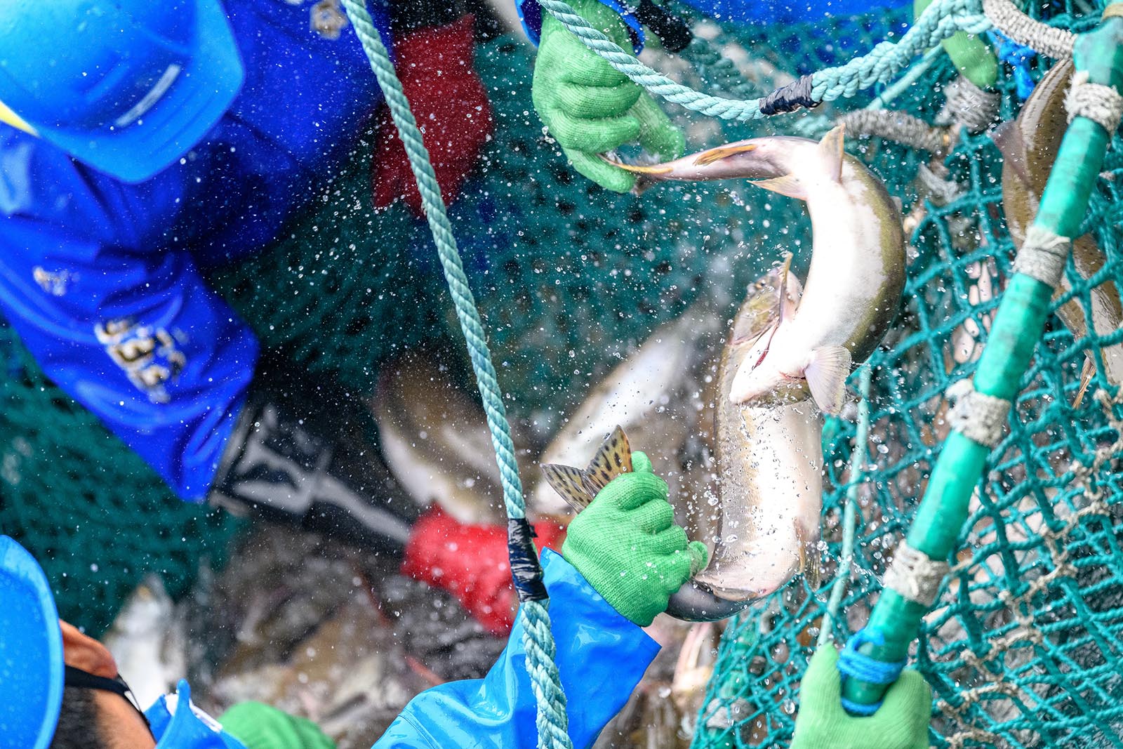 Welttag zur Abschaffung der Fischerei: 5 Gründe gegen Fischverzehr