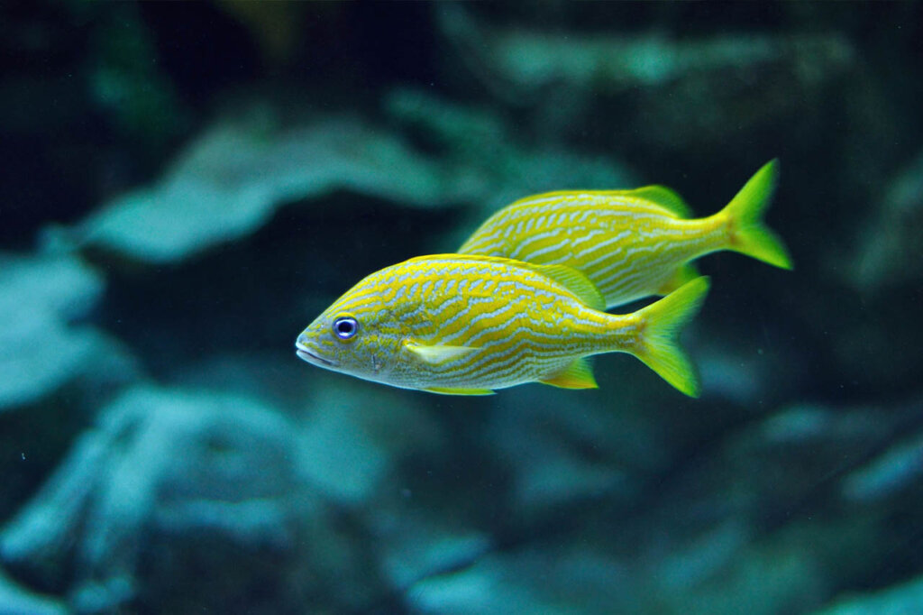 Gelber Grunzerfisch