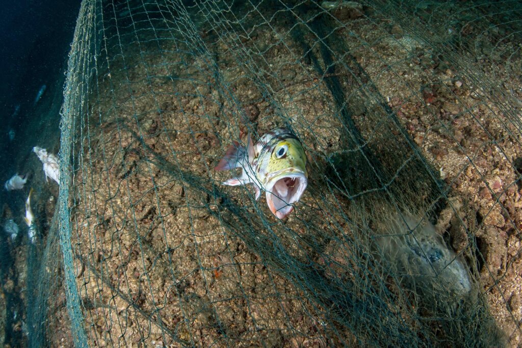 Fisch wird im Netz gefangen