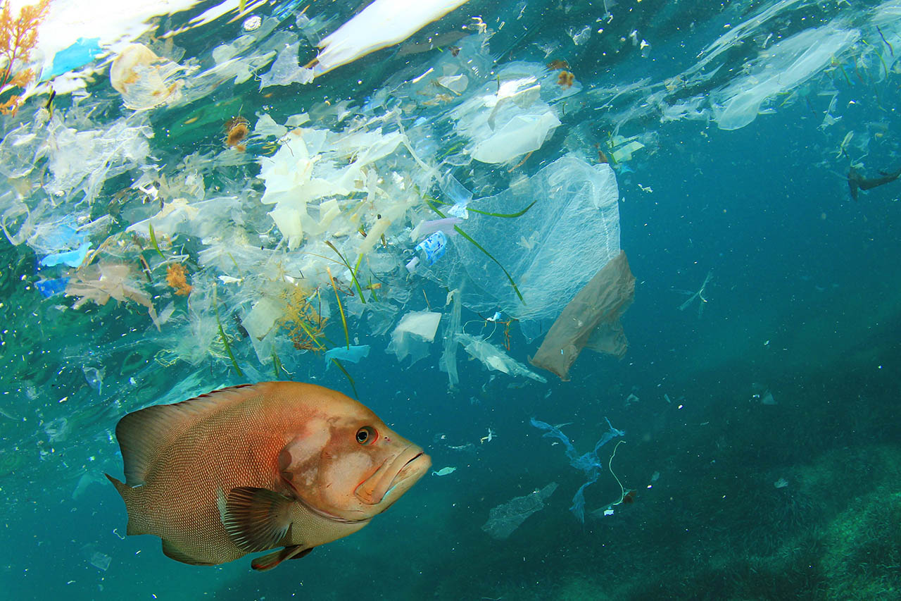 Plastik Im Meer Die Folgen Der Vermüllung Für Umwelt Und Tiere 