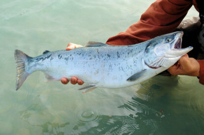 mann hält lachs in der hand