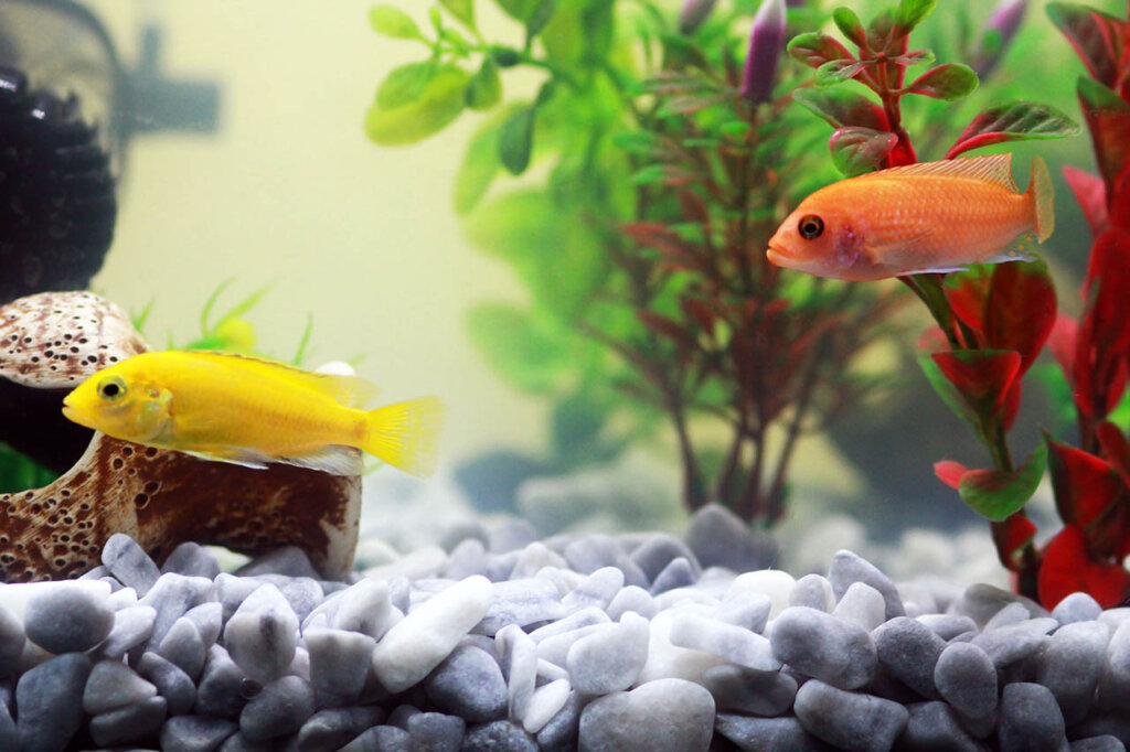 Fische im Aquarium