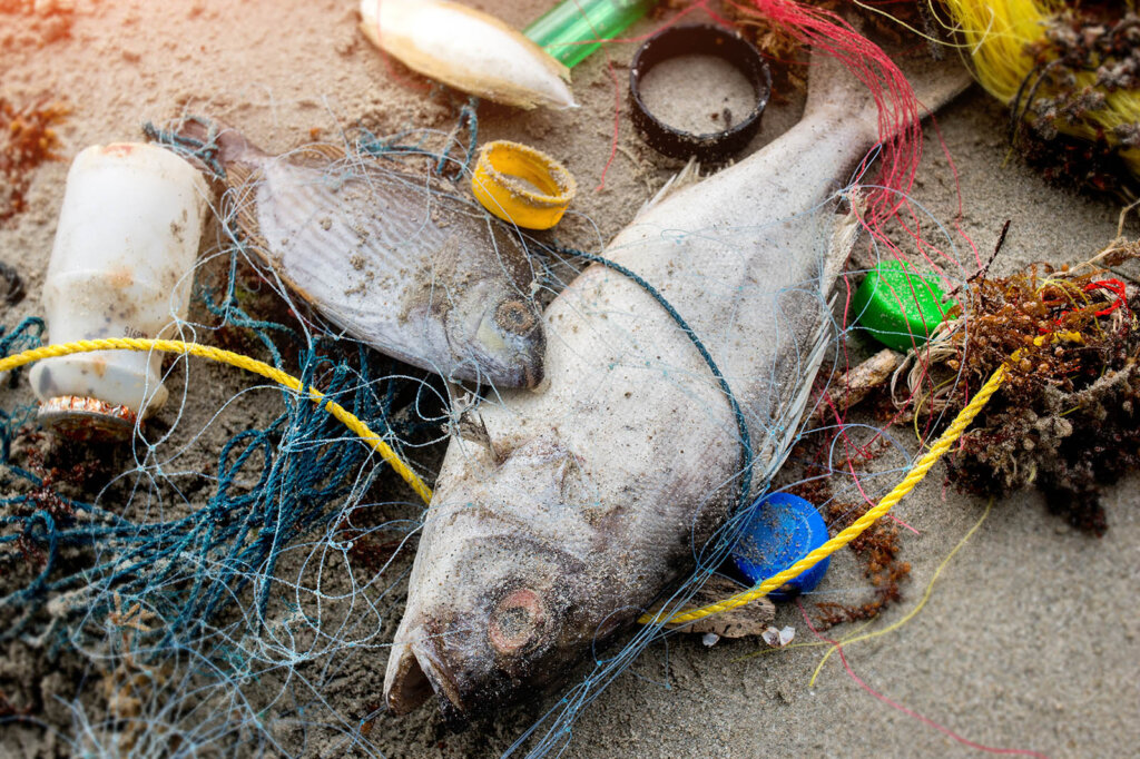 Fische am Strand zwischen Müllresten