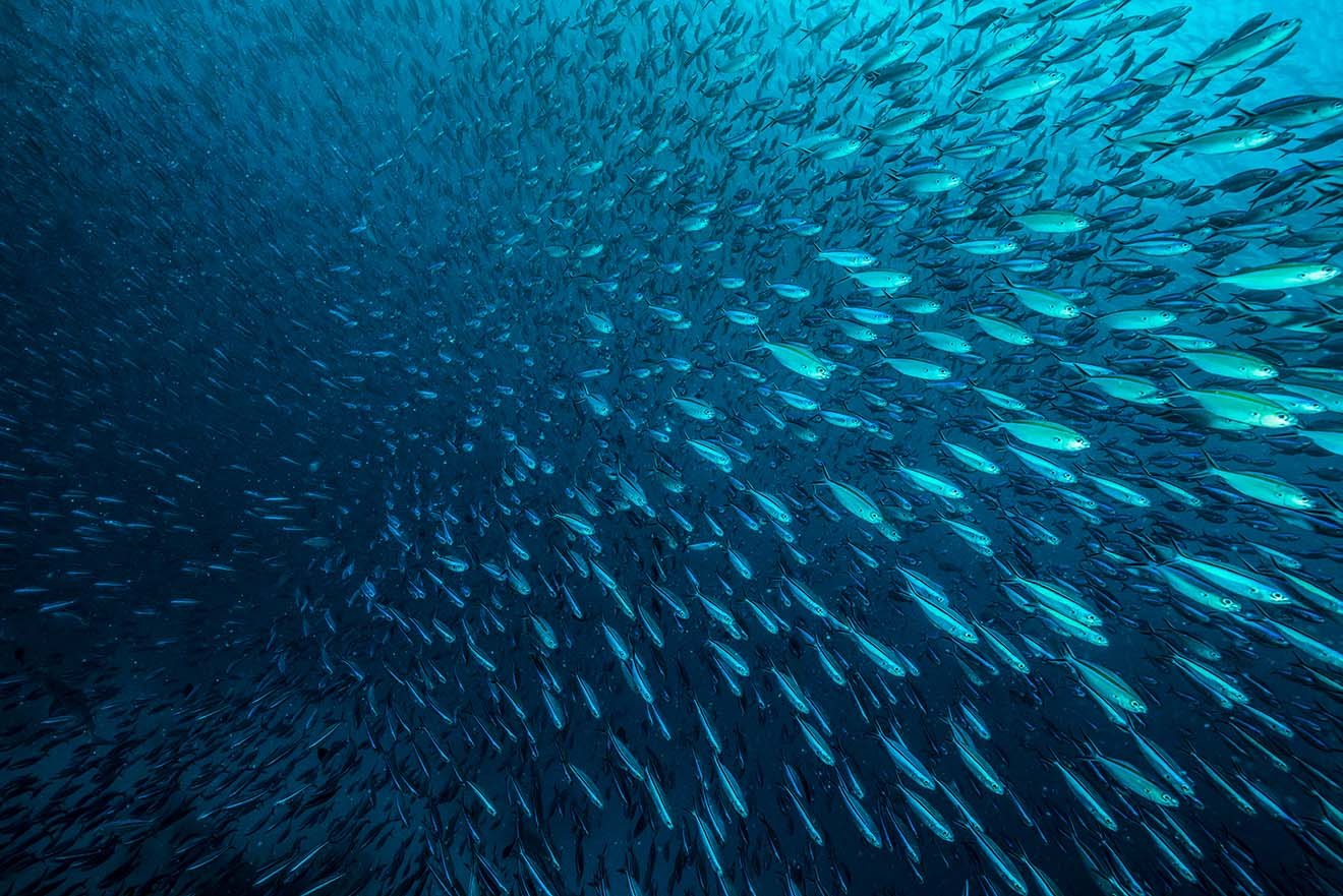 9 Gründe, warum Sie keine Fische oder andere Meerestiere essen sollten