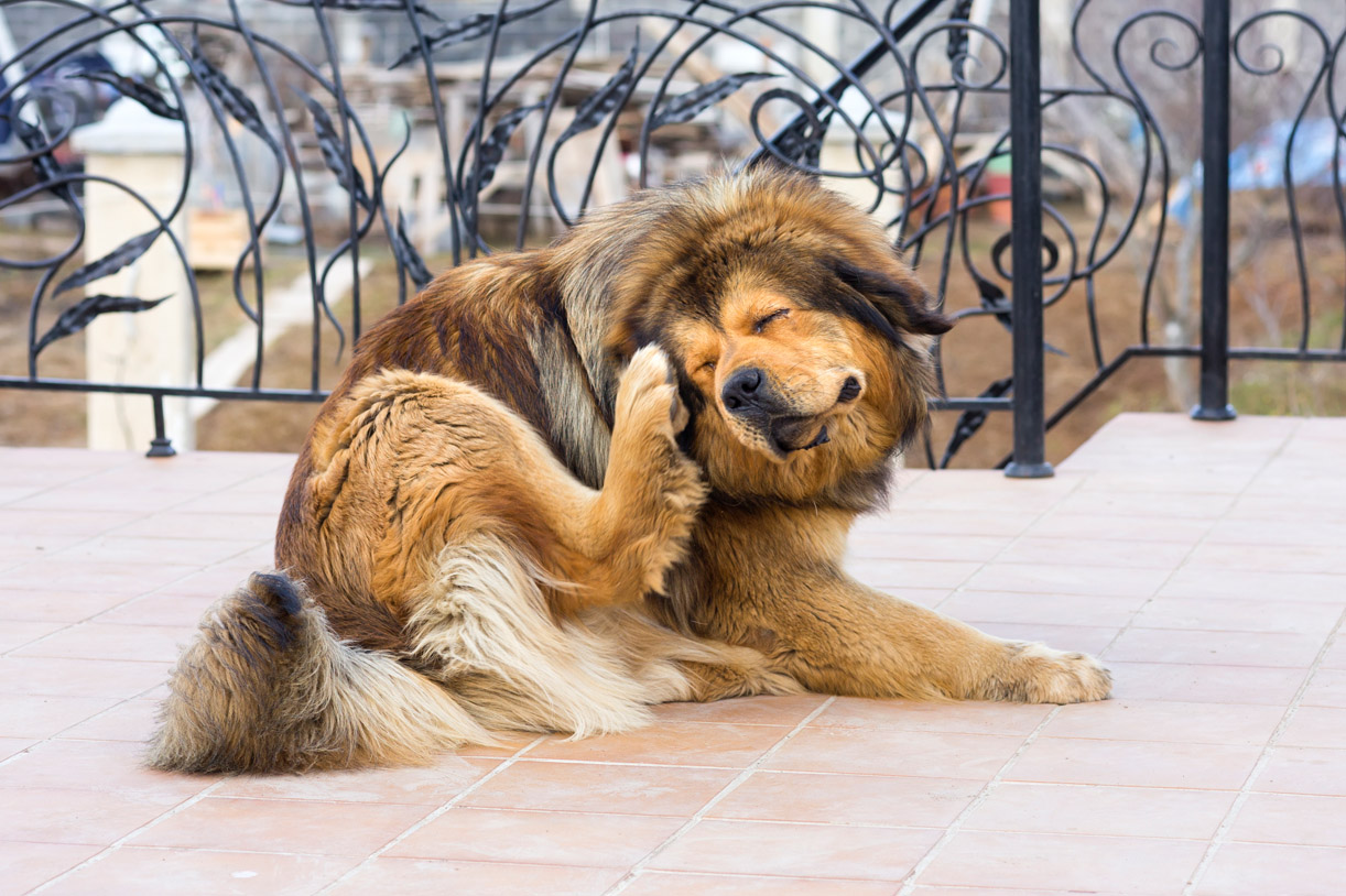 Hund kratzt sich