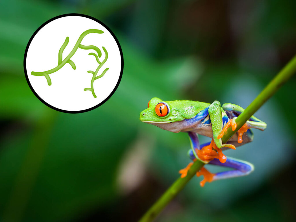 Frosch auf einem Ast