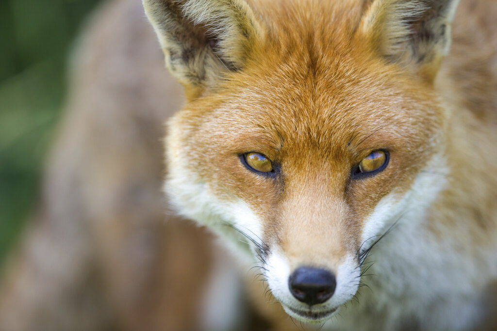 Fuchs