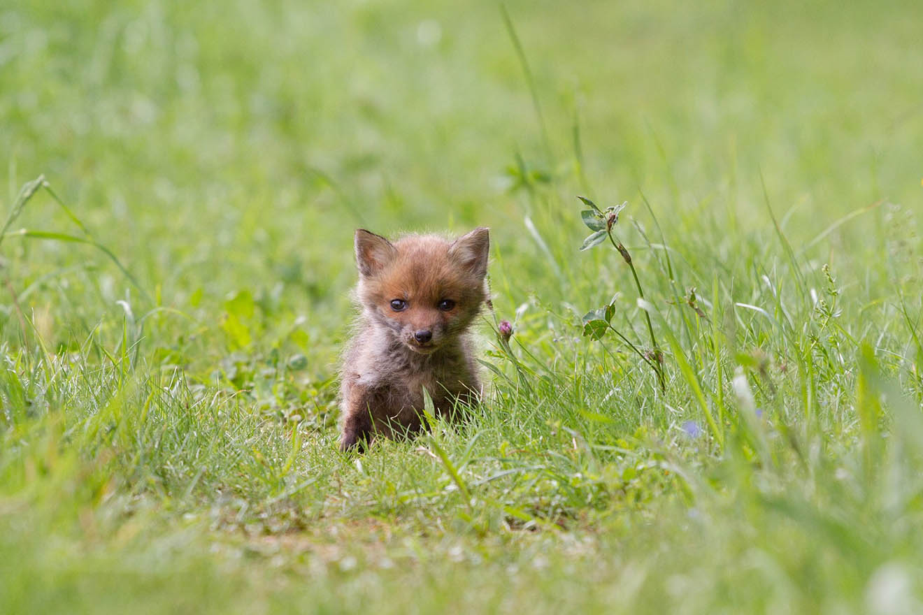 Jäger tötet grundlos Fuchswelpen in Garten – PETA erstattet Anzeige
