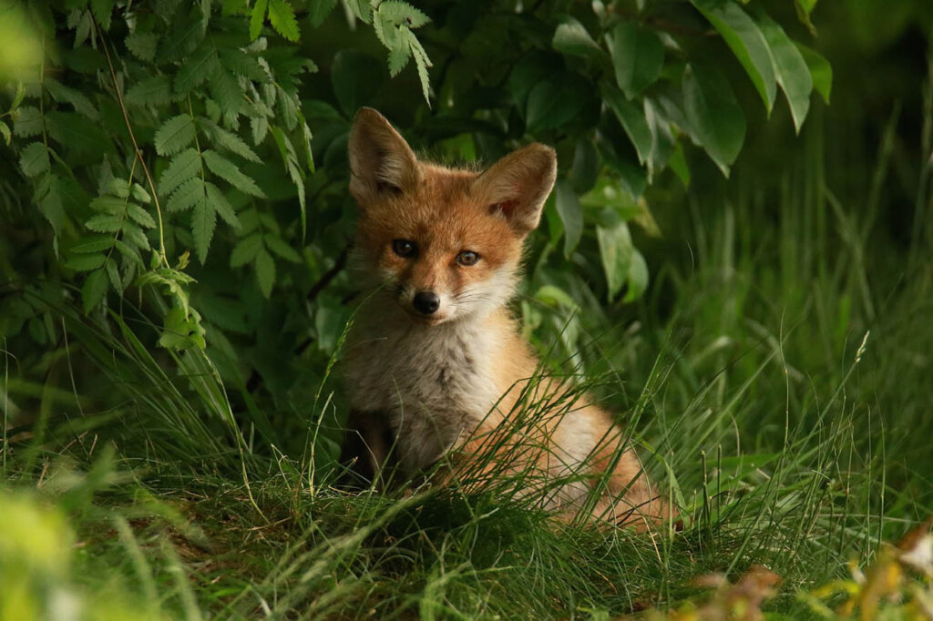 Fuchs sitzt im Gras