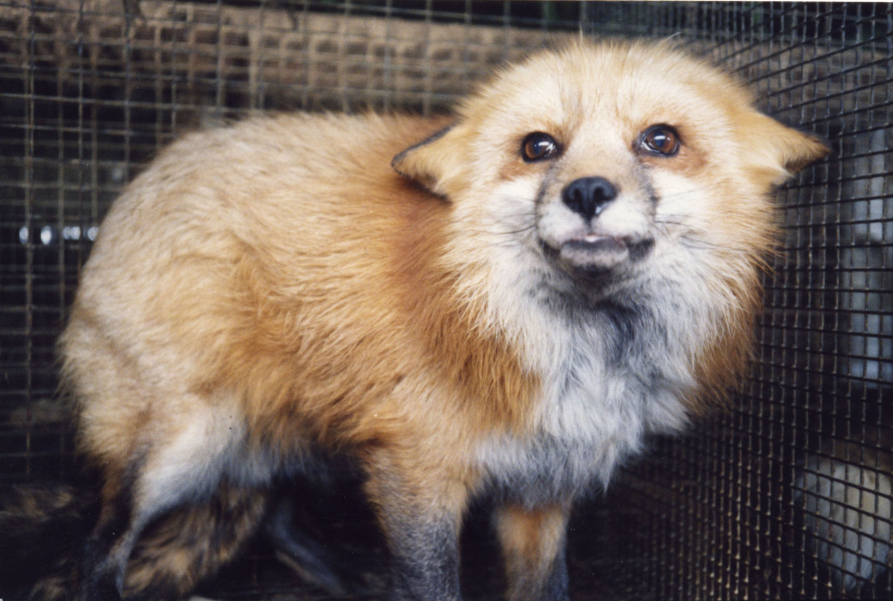 Pelz: Alles was Sie über die Pelzindustrie wissen sollten