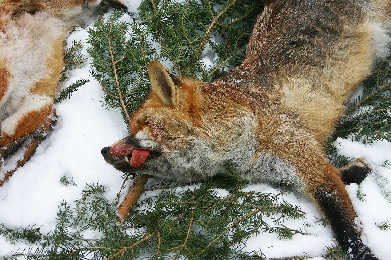 Toter Fuchs liegt auf einem Bett aus Fichtennadeln.