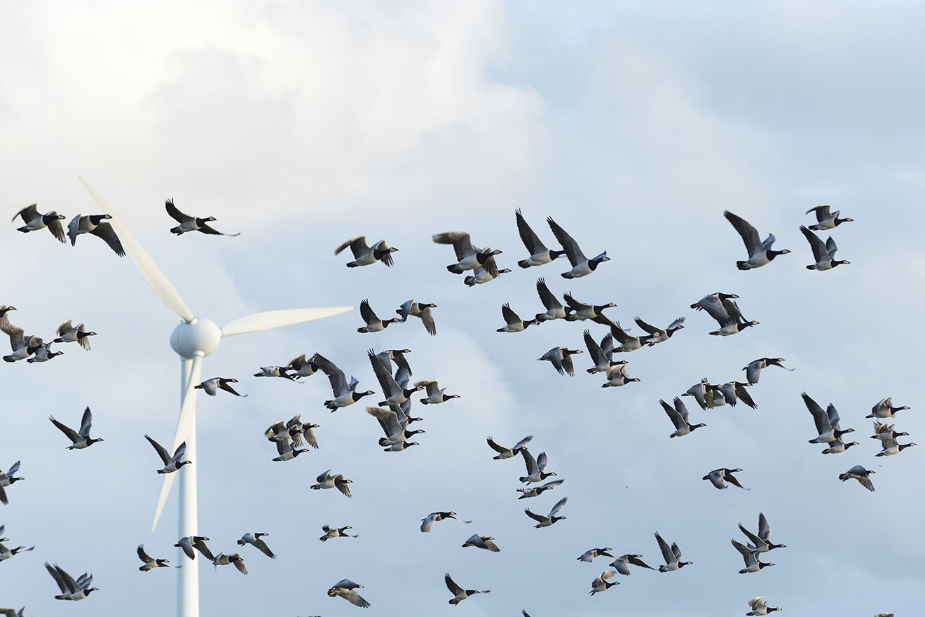 Gaense fliegen am Windrad vorbei