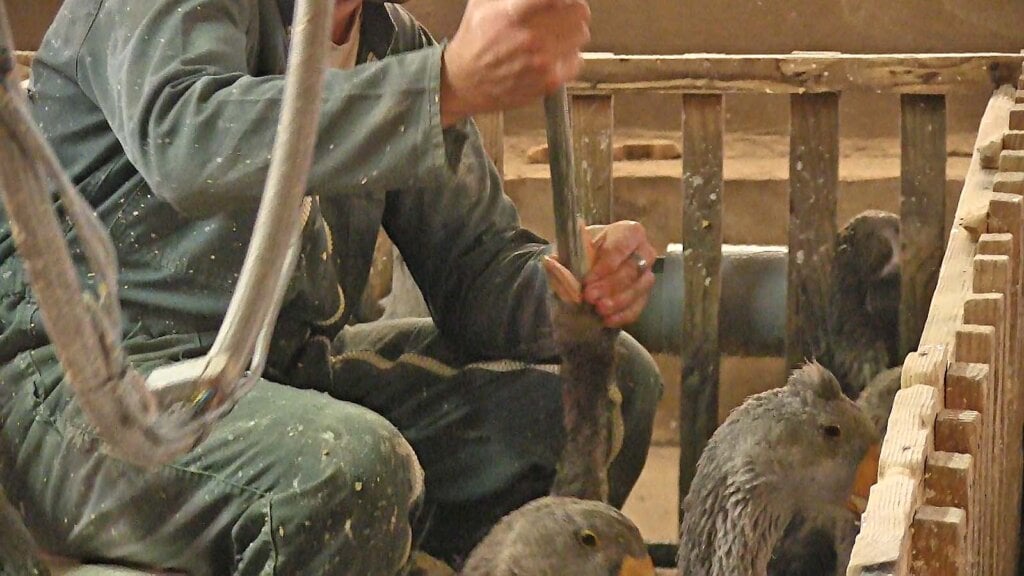 Gans wird gemästet