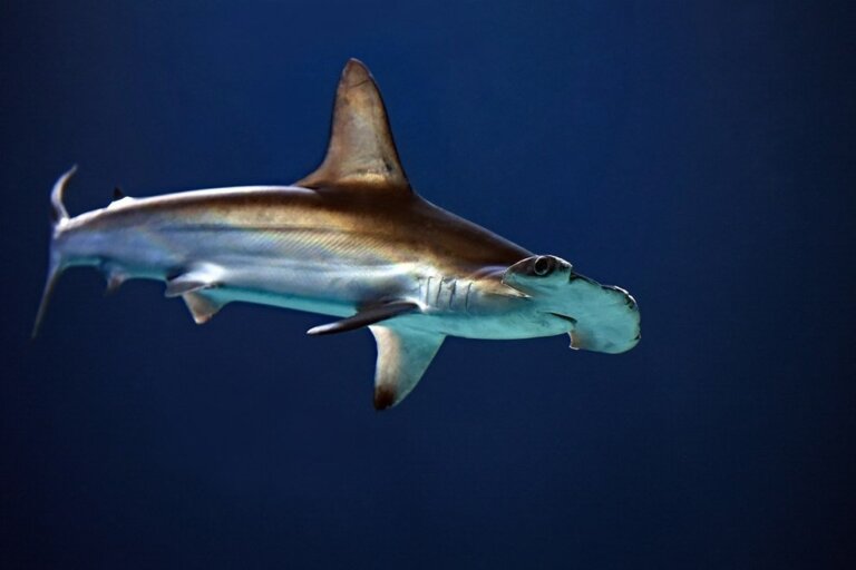 Der Hai 11 faszinierende Fakten über Haie PETA Deutschland e.V.