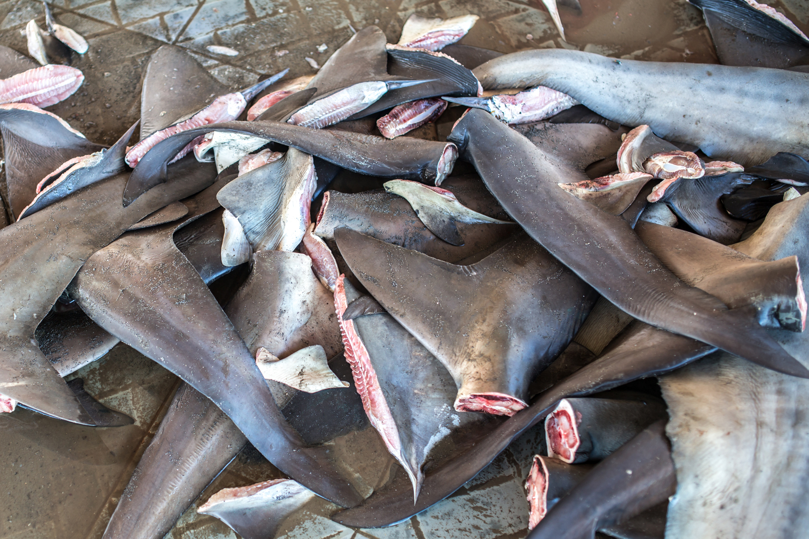 So brutal ist Shark-Finning für Haifischflossensuppe