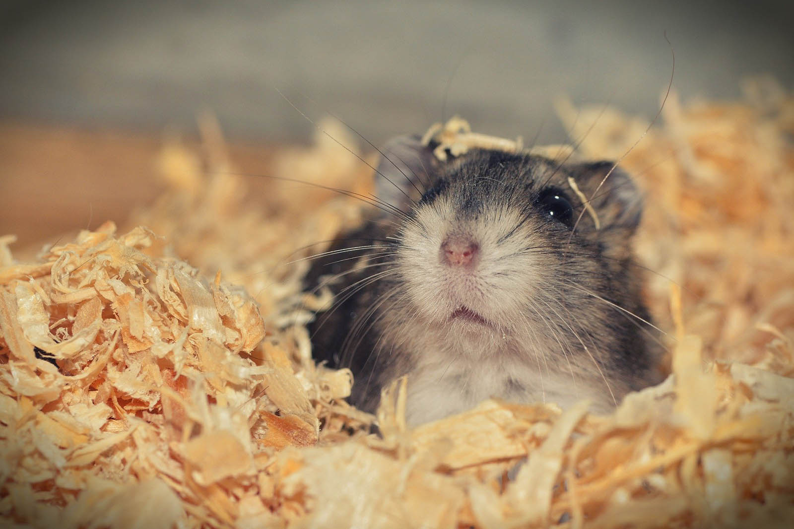 Hamster: Das sollten Sie über die Haltung der Tiere wissen